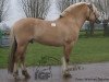 stallion Jalnar d'Ardenne (Fjord Horse, 2008, from Rånnson)