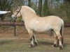 stallion Zoran (Fjord Horse, 2003, from Tunar NL-I-52)