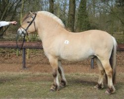 stallion Zoran (Fjord Horse, 2003, from Tunar NL-I-52)