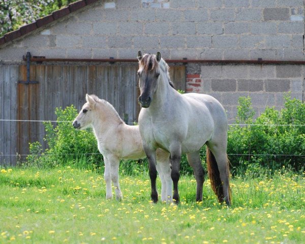 broodmare Sue (Fjord Horse, 2013, from Ilmar)