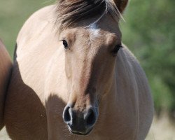 Pferd Namibia (Fjordpferd, 2018, von Ilmar)