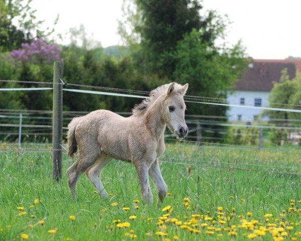 horse Gwen (Fjord Horse, 2018, from Ilmar)