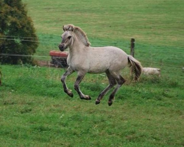 horse Ilarius (Fjord Horse, 2014, from Ilmar)