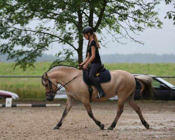 Pferd Siera (Fjordpferd, 2009, von Ilmar)