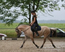 horse Siera (Fjord Horse, 2009, from Ilmar)