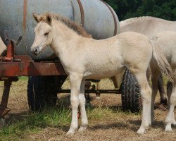 horse Josephine (Fjord Horse, 2014, from Ilmar)