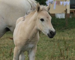 horse Icon (Fjord Horse, 2015, from Ilmar)