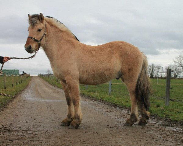 Pferd Ikarus (Fjordpferd, 2011, von Ilmar)