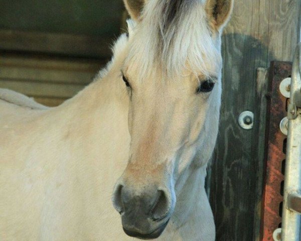 Pferd Lareen (Fjordpferd, 2012, von Ilmar)