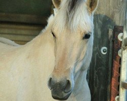 horse Lareen (Fjord Horse, 2012, from Ilmar)