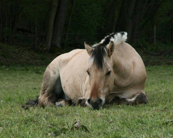 Pferd Inesco (Fjordpferd, 2014, von Ilmar)