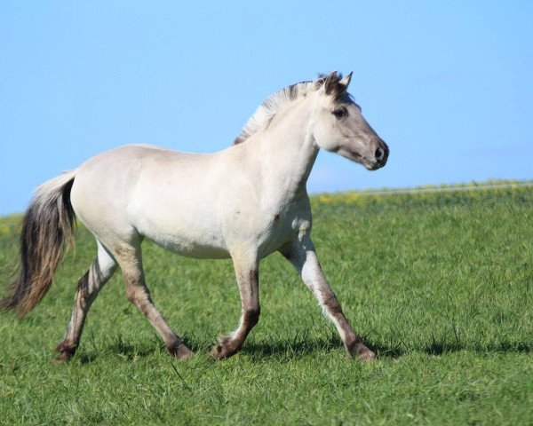 Pferd Jora (Fjordpferd, 2014, von Ilmar)