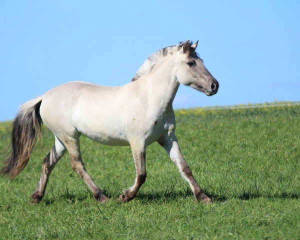 horse Jora (Fjord Horse, 2014, from Ilmar)