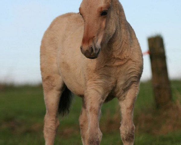 Pferd Liesel (Fjordpferd, 2014, von Ilmar)