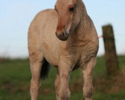 horse Liesel (Fjord Horse, 2014, from Ilmar)