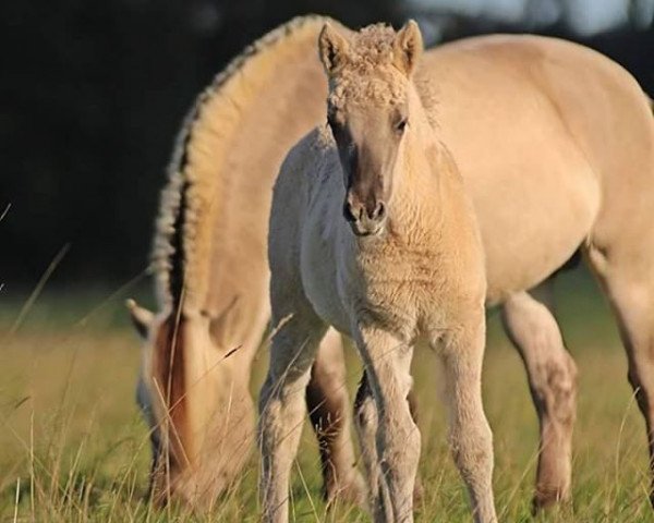 broodmare Kadness (Fjord Horse, 2015, from Ilmar)