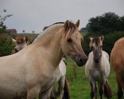 Pferd Ilix (Fjordpferd, 2012, von Ilmar)