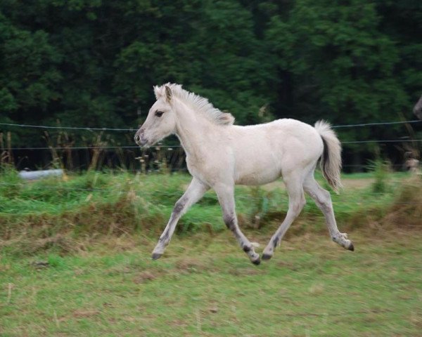 horse Iyor (Fjord Horse, 2014, from Ilmar)