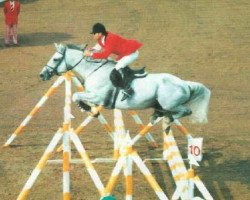 stallion Kemal-36 (Hungarian Warmblood, 1980, from Kemal xx)