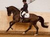 dressage horse Diorissimo 5 (Oldenburg, 2015, from De Niro)