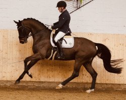 dressage horse Diorissimo 5 (Oldenburg, 2015, from De Niro)