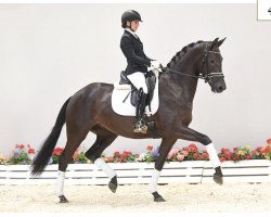 dressage horse Miss Milford (Oldenburg, 2016, from E.H. Millennium)