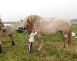 broodmare Ria v. Marienthal (Rhenish-German Cold-Blood, 2007, from Astor 9957)