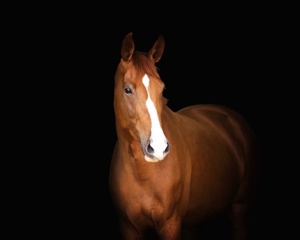 dressage horse Amber (Rhinelander, 2015, from All At Once)