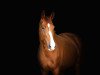 dressage horse Amber (Rhinelander, 2015, from All At Once)