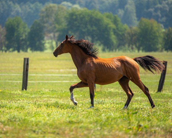 broodmare Semperdame (Trakehner, 2018, from Ivanhoe)