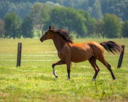 Pferd Semperdame (Trakehner, 2018, von Ivanhoe)