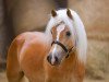 stallion Bon Jovi 99 (Haflinger, 2017, from Bachelor)