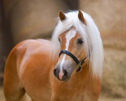 stallion Bon Jovi 99 (Haflinger, 2017, from Bachelor)