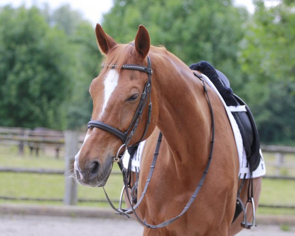 Pferd Zarino (Trakehner, 1996, von Adamello)