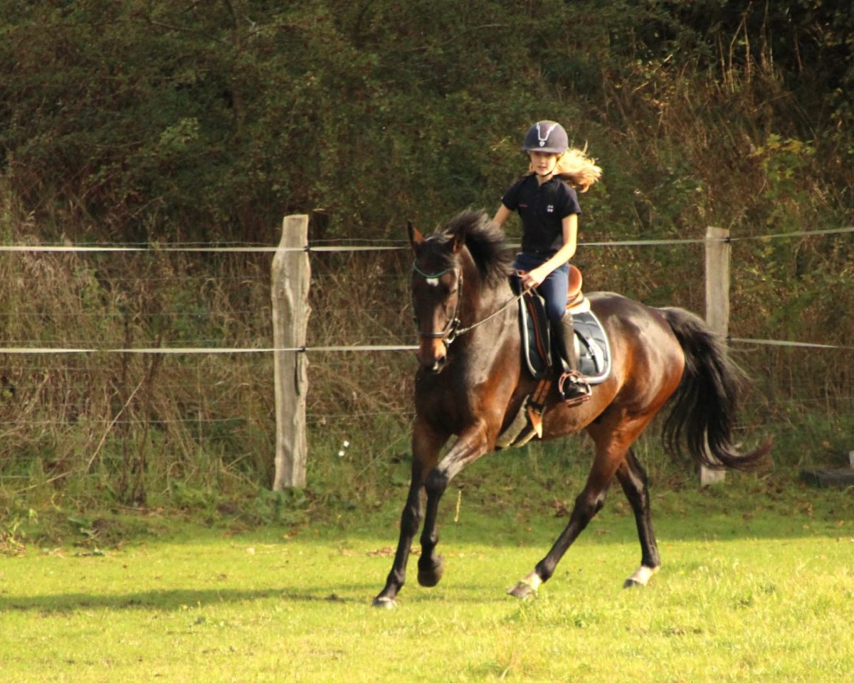 Springpferd Rebell FWS (Westfale, 2004, von Rapolino)