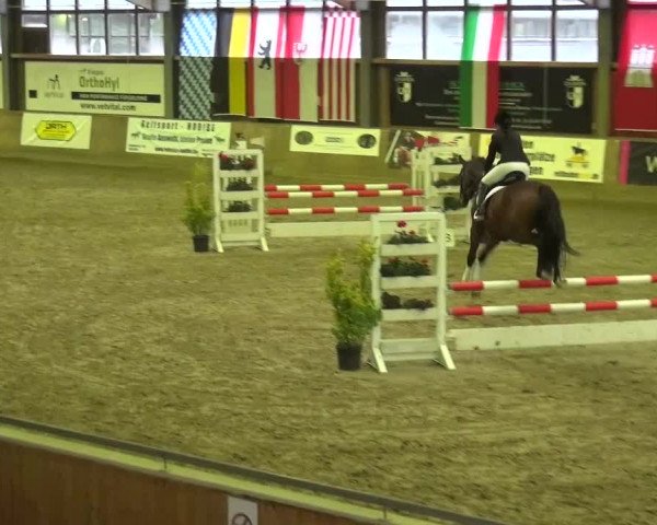 Reitturnier Köln-Leverkusen 2015