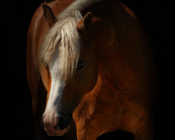 Dressurpferd Glengarry (Welsh Pony (Sek.B), 2011, von Sophianora Ghost)