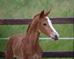 broodmare Stute von Zinedine / Balou du Rouet (Westphalian, 2019, from Zinedine)