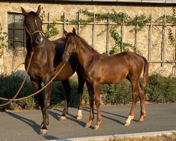 dressage horse Vinneur (Oldenburg, 2020, from Vainqueur 22)