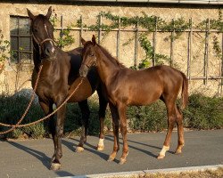 dressage horse Vinneur (Oldenburg, 2020, from Vainqueur)