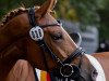 dressage horse Contessa 217 (German Riding Pony, 2011, from NK Cyrill)