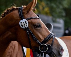 dressage horse Contessa 217 (German Riding Pony, 2011, from NK Cyrill)