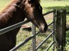 dressage horse Asgard's Dakira (Oldenburg, 2019, from Asgard's Ibiza)