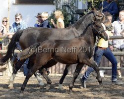 Springpferd McDreamy (Deutsches Reitpony, 2011, von Steendieks Mc Laren)