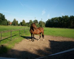 broodmare Conchita (Holsteiner, 1993, from Contender)