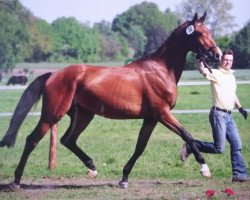 broodmare Quaidty B (Hanoverian, 2009, from FRH Quaid)