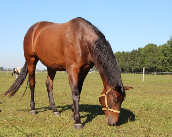 dressage horse Latino (German Sport Horse, 2014, from Little Charly)