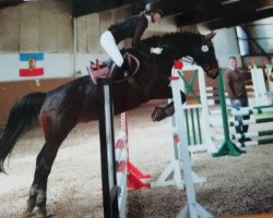 Springpferd Harley 106 (Deutsches Reitpony, 2005, von Heartbreaker)