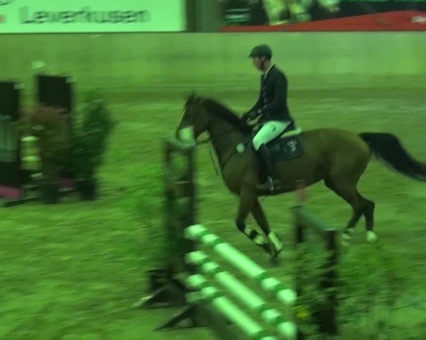 Reitturnier Köln-Leverkusen 2015