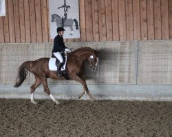 dressage horse Quarks (German Sport Horse, 2011, from Quadroneur)